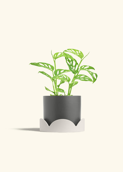 Swiss Cheese Vine in a 6 inches Oat Classic Cylinder Planter in a Oat Petal Drip Tray