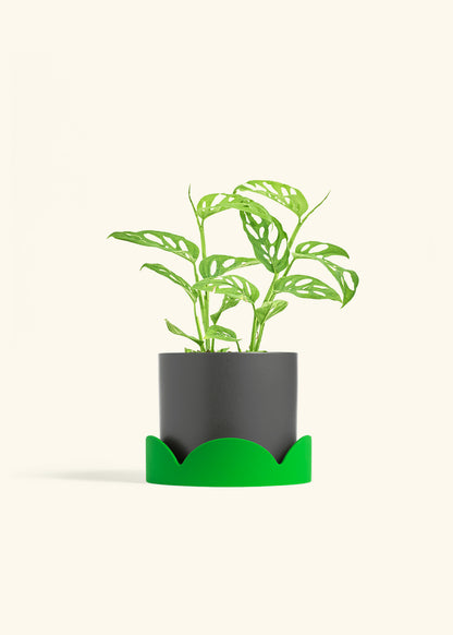 Swiss Cheese Vine in a 6 inches Oat Classic Cylinder Planter in a Shamrock Petal Drip Tray