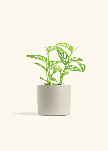 Swiss Cheese Vine in a 6 inches Charcoal Classic Cylinder Planter 