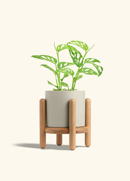 Swiss Cheese Vine in a 6 inches Charcoal Classic Cylinder Planter in a Beech Wood Stand