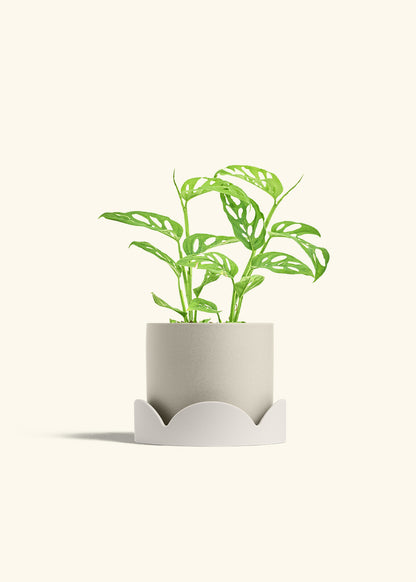 Swiss Cheese Vine in a 6 inches Charcoal Classic Cylinder Planter in a Oat Petal Drip Tray