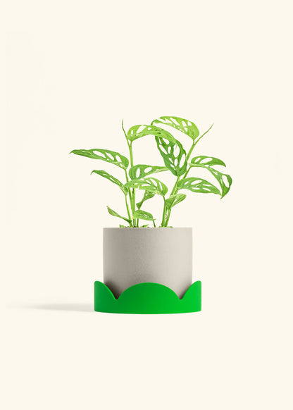 Swiss Cheese Vine in a 6 inches Charcoal Classic Cylinder Planter in a Shamrock Petal Drip Tray