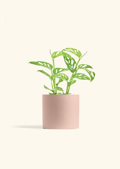 Swiss Cheese Vine in a 6 inches Pink Classic Cylinder Planter 