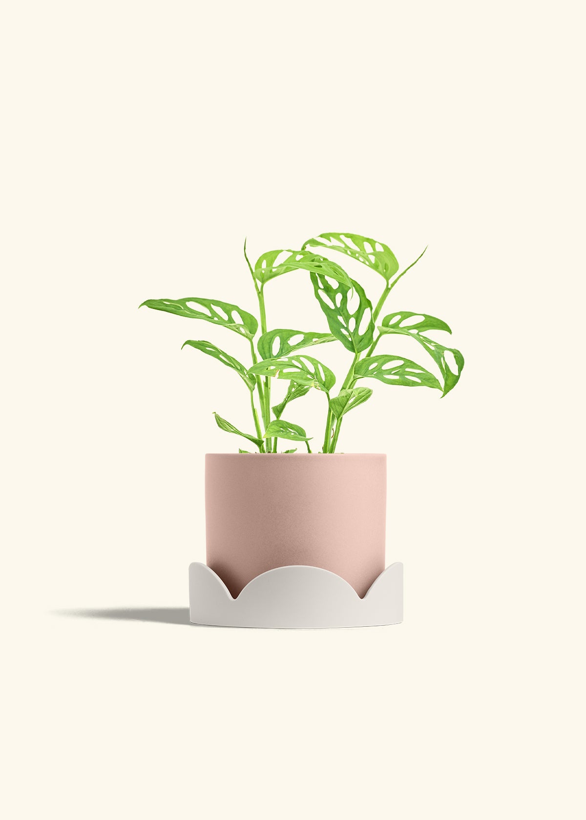 Swiss Cheese Vine in a 6 inches Pink Classic Cylinder Planter in a Oat Petal Drip Tray