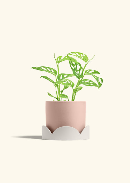 Swiss Cheese Vine in a 6 inches Pink Classic Cylinder Planter in a Oat Petal Drip Tray