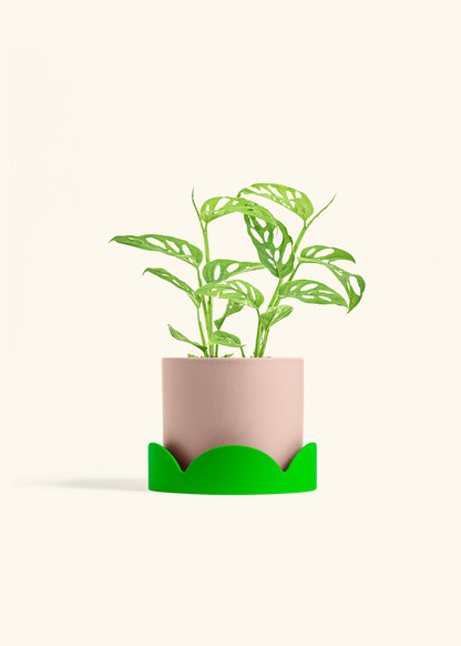 Swiss Cheese Vine in a 6 inches Pink Classic Cylinder Planter in a Shamrock Petal Drip Tray