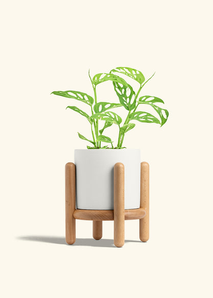 Swiss Cheese Vine in a 6 inches White Classic Cylinder Planter in a Beech Wood Stand