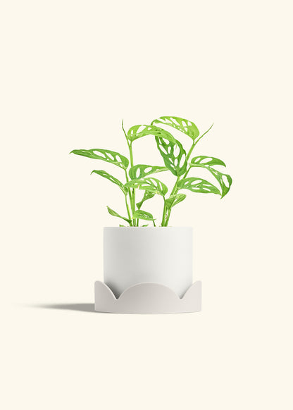 Swiss Cheese Vine in a 6 inches White Classic Cylinder Planter in a Oat Petal Drip Tray