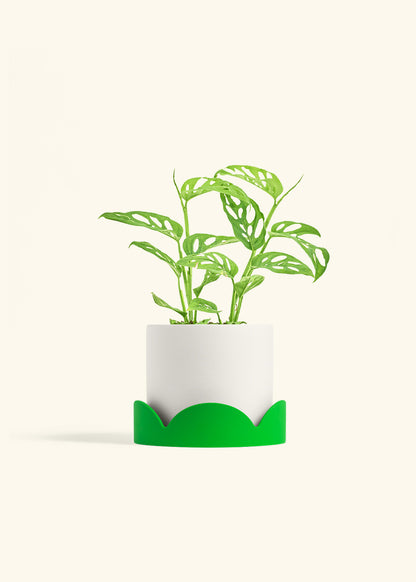 Swiss Cheese Vine in a 6 inches White Classic Cylinder Planter in a Shamrock Petal Drip Tray
