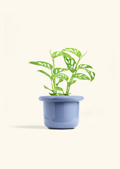 Swiss Cheese Vine in a 6 inches Fat Lip Blue Planter 