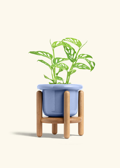 Swiss Cheese Vine in a 6 inches Fat Lip Blue Planter in a Beech Wood Stand