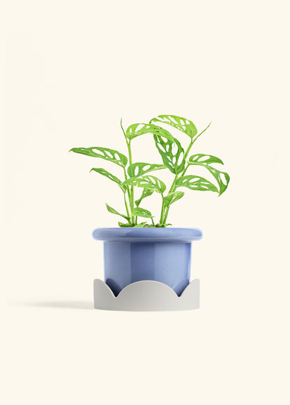 Swiss Cheese Vine in a 6 inches Fat Lip Blue Planter in a Oat Petal Drip Tray