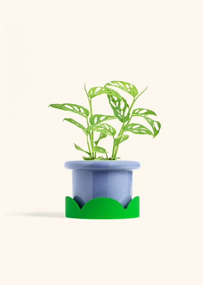 Swiss Cheese Vine in a 6 inches Fat Lip Blue Planter in a Shamrock Petal Drip Tray