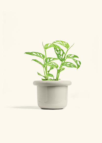 Swiss Cheese Vine in a 6 inches Fat Lip Oat Planter 