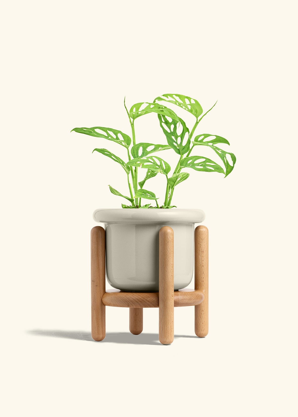 Swiss Cheese Vine in a 6 inches Fat Lip Oat Planter in a Beech Wood Stand