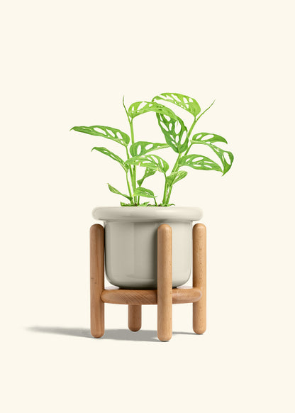 Swiss Cheese Vine in a 6 inches Fat Lip Oat Planter in a Beech Wood Stand