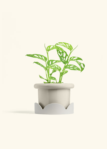Swiss Cheese Vine in a 6 inches Fat Lip Oat Planter in a Oat Petal Drip Tray