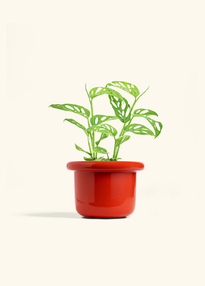 Swiss Cheese Vine in a 6 inches Fat Lip Red Planter 