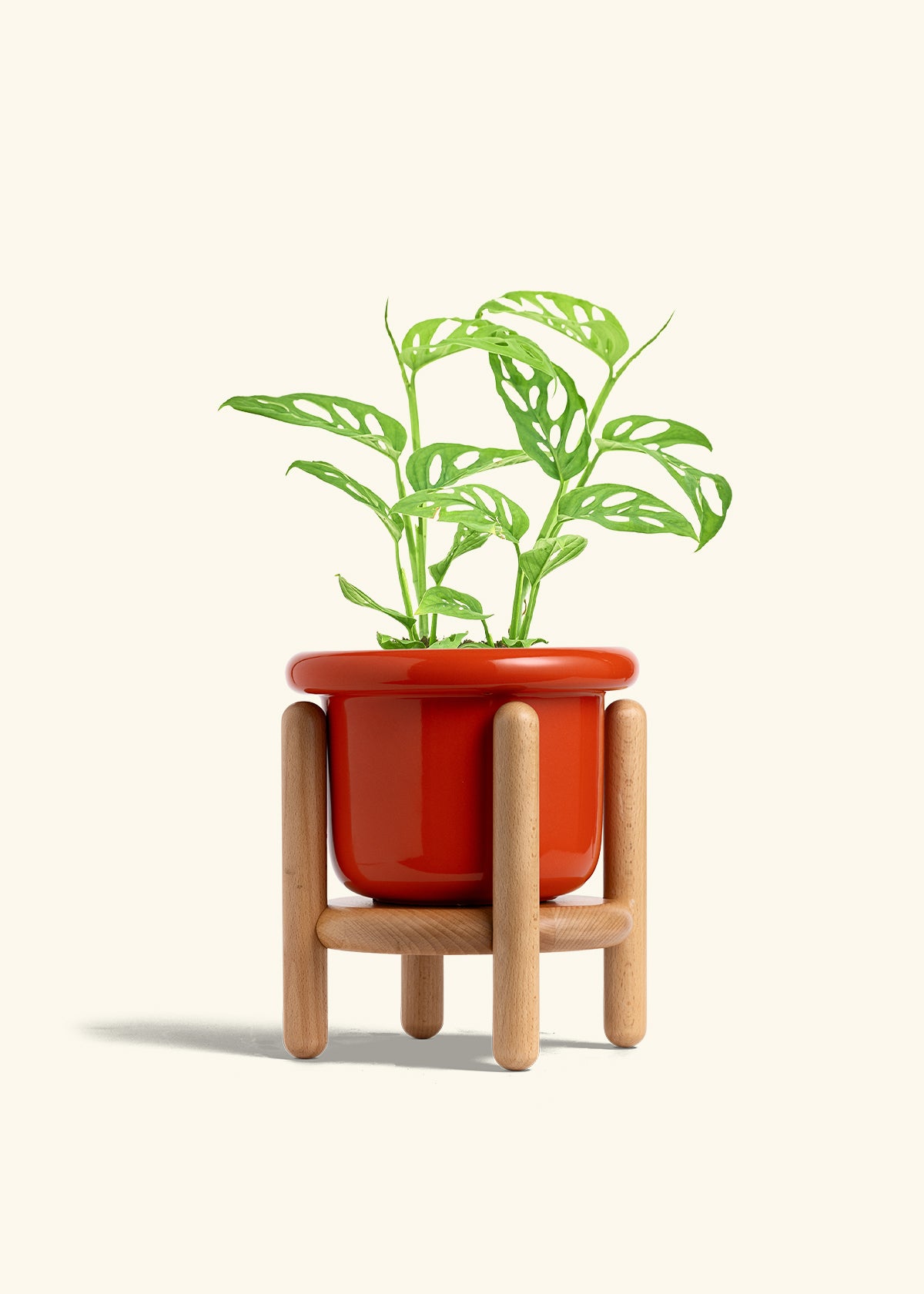 Swiss Cheese Vine in a 6 inches Fat Lip Red Planter in a Beech Wood Stand
