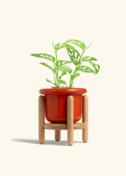 Swiss Cheese Vine in a 6 inches Fat Lip Red Planter in a Beech Wood Stand
