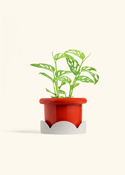 Swiss Cheese Vine in a 6 inches Fat Lip Red Planter in a Oat Petal Drip Tray