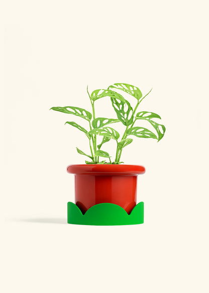 Swiss Cheese Vine in a 6 inches Fat Lip Red Planter in a Shamrock Petal Drip Tray
