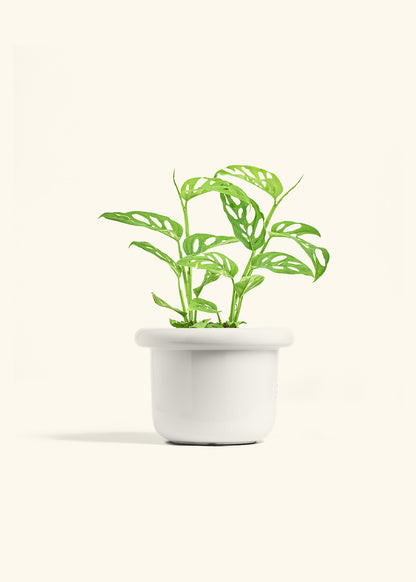 Swiss Cheese Vine in a 6 inches Fat Lip White Planter 