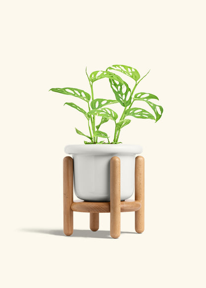 Swiss Cheese Vine in a 6 inches Fat Lip White Planter in a Beech Wood Stand