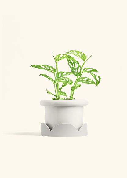 Swiss Cheese Vine in a 6 inches Fat Lip White Planter in a Oat Petal Drip Tray