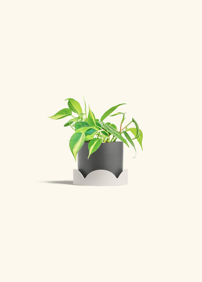 Philodendron Brazil in a 4 inches Charcoal Classic Cylinder Planter in a Oat Petal Drip Tray