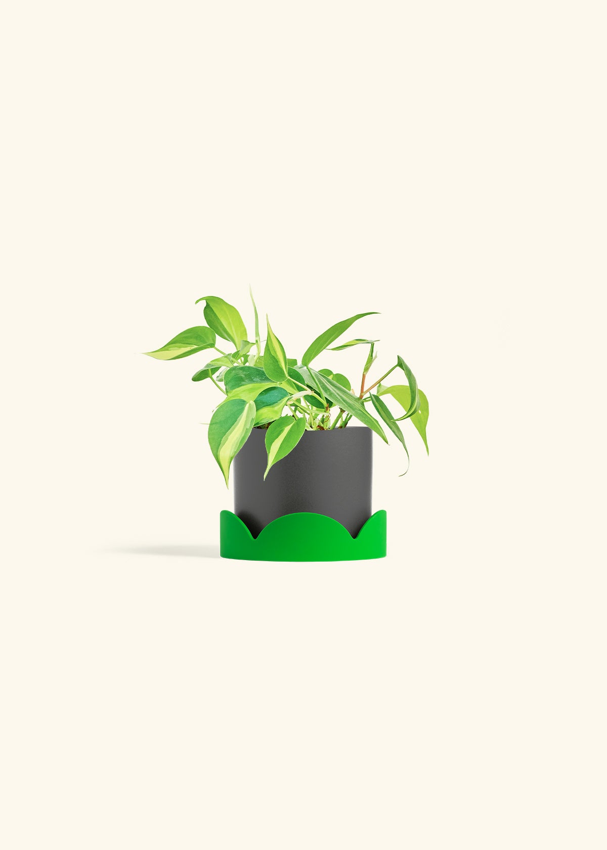 Philodendron Brazil in a 4 inches Charcoal Classic Cylinder Planter in a Shamrock Petal Drip Tray