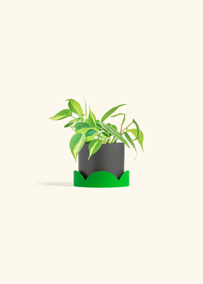 Philodendron Brazil in a 4 inches Charcoal Classic Cylinder Planter in a Shamrock Petal Drip Tray