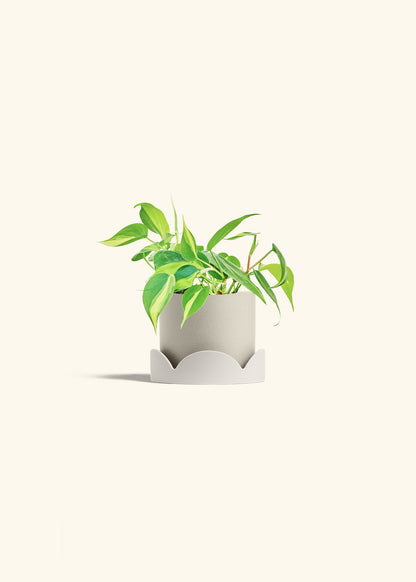 Philodendron Brazil in a 4 inches Oat Classic Cylinder Planter in a Oat Petal Drip Tray