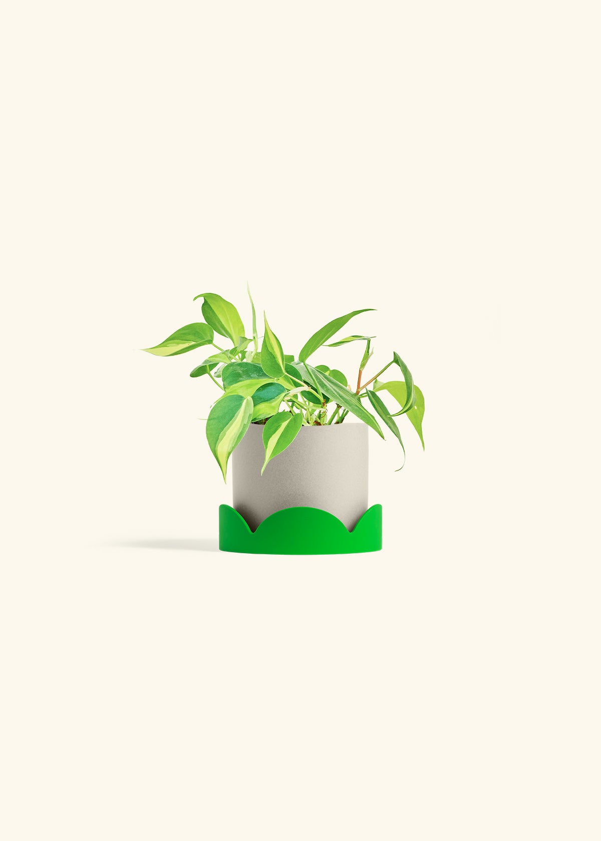 Philodendron Brazil in a 4 inches Oat Classic Cylinder Planter in a Shamrock Petal Drip Tray