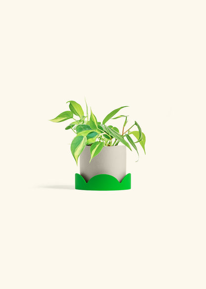 Philodendron Brazil in a 4 inches Oat Classic Cylinder Planter in a Shamrock Petal Drip Tray