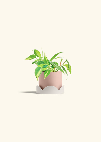 Philodendron Brazil in a 4 inches Pink Classic Cylinder Planter in a Oat Petal Drip Tray