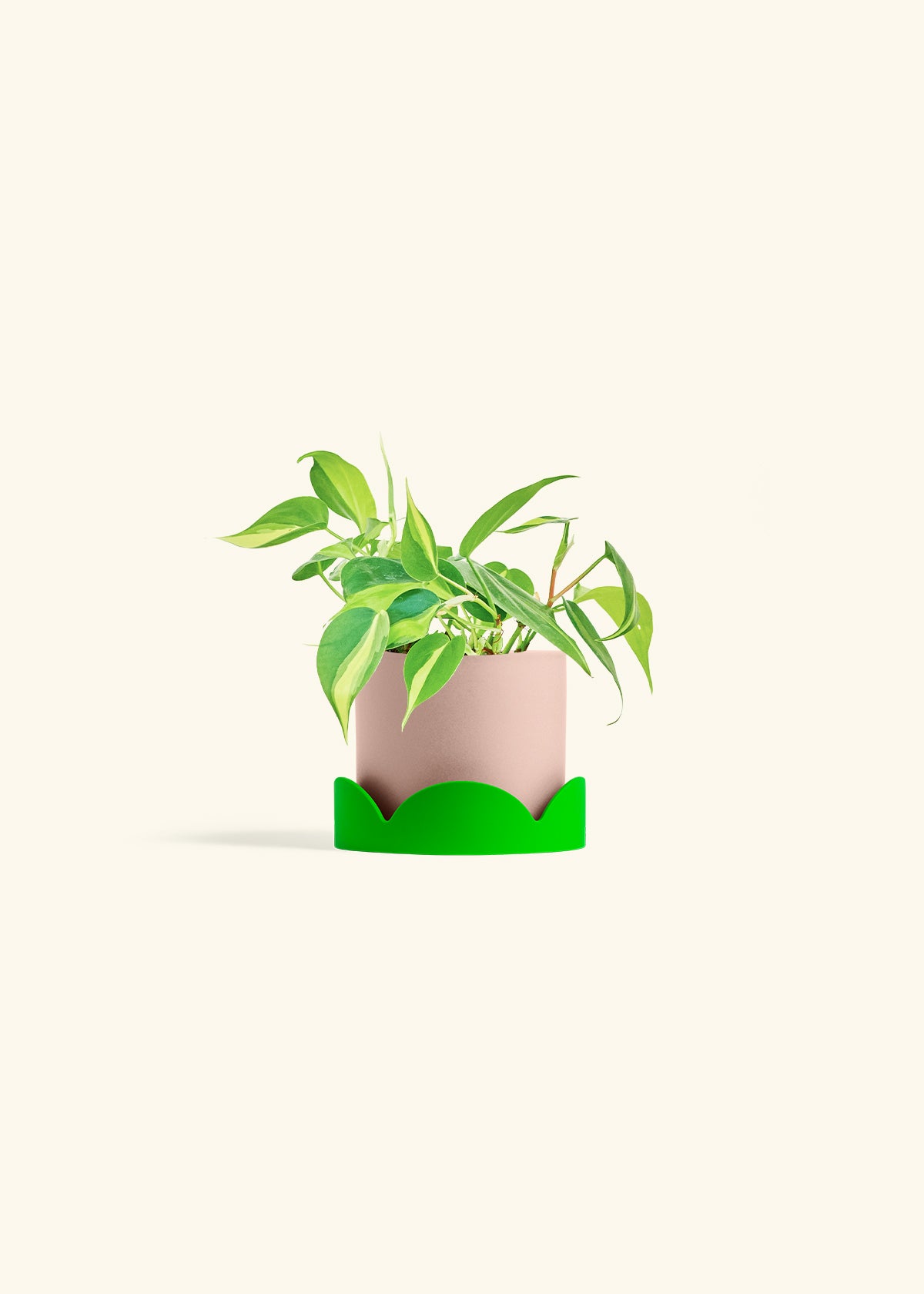 Philodendron Brazil in a 4 inches Pink Classic Cylinder Planter in a Shamrock Petal Drip Tray
