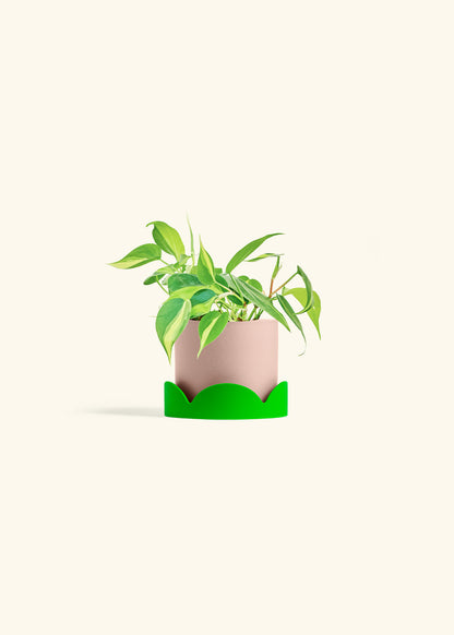 Philodendron Brazil in a 4 inches Pink Classic Cylinder Planter in a Shamrock Petal Drip Tray