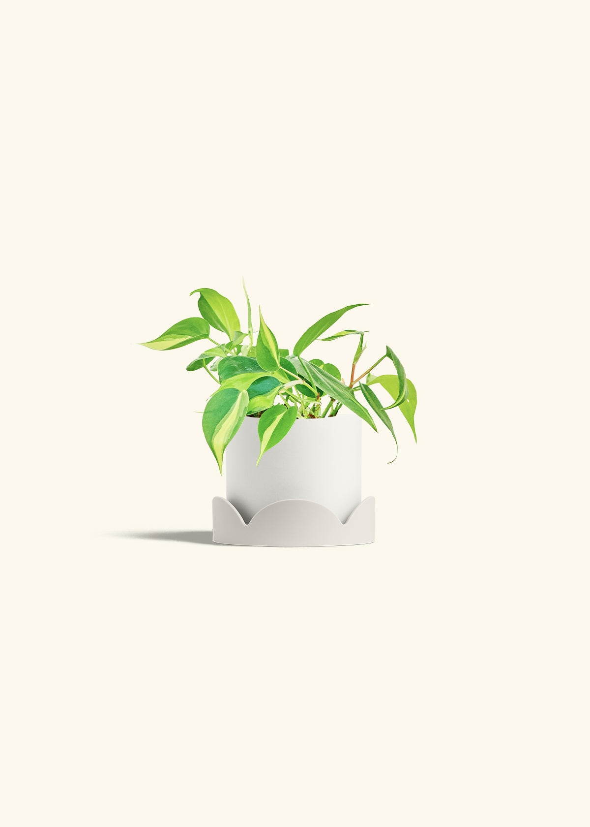 Philodendron Brazil in a 4 inches White Classic Cylinder Planter in a Oat Petal Drip Tray