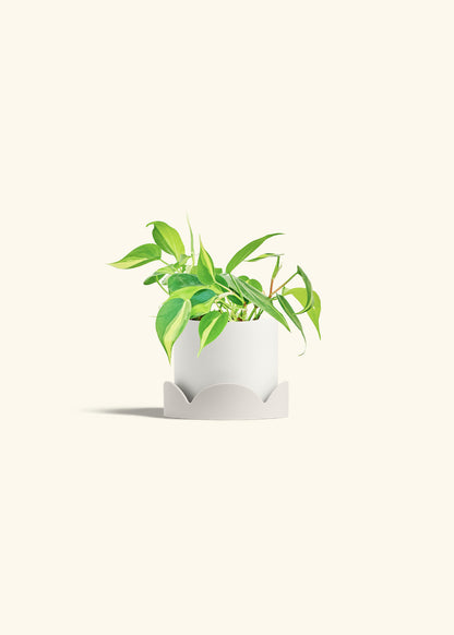 Philodendron Brazil in a 4 inches White Classic Cylinder Planter in a Oat Petal Drip Tray