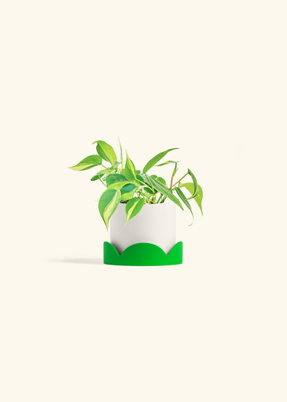 Philodendron Brazil in a 4 inches White Classic Cylinder Planter in a Shamrock Petal Drip Tray