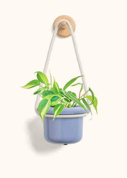 Philodendron 'Brazil', Small