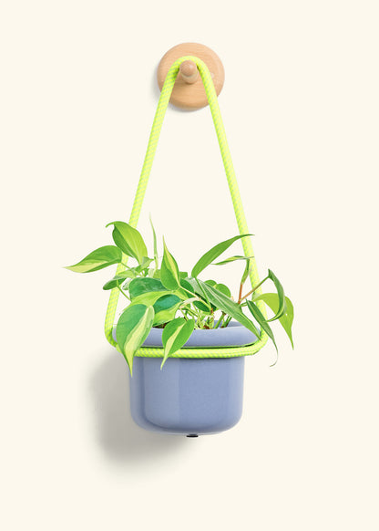 Philodendron 'Brazil', Small