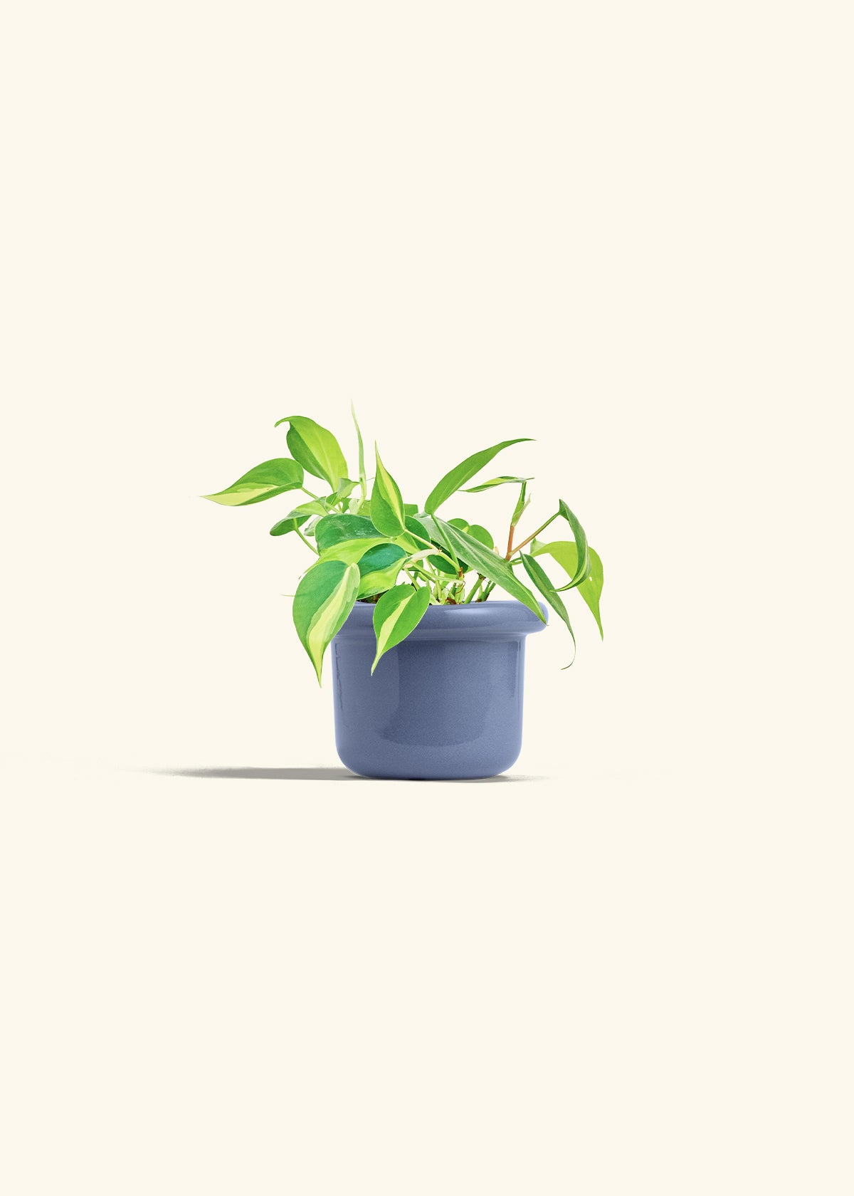Philodendron Brazil in a 4 inches Fat Lip Blue Planter 
