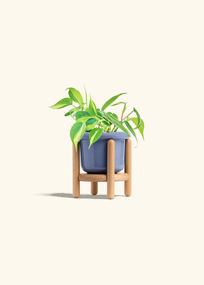 Philodendron Brazil in a 4 inches Fat Lip Blue Planter in a Beech Wood Stand