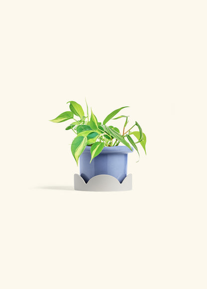 Philodendron Brazil in a 4 inches Fat Lip Blue Planter in a Oat Petal Drip Tray