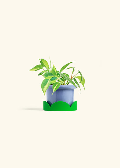 Philodendron Brazil in a 4 inches Fat Lip Blue Planter in a Shamrock Petal Drip Tray
