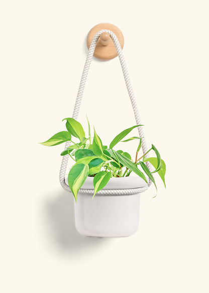 Philodendron 'Brazil', Small
