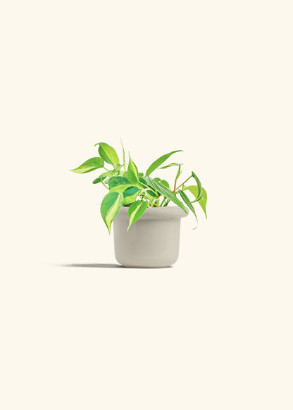 Philodendron Brazil in a 4 inches Fat Lip Oat Planter 