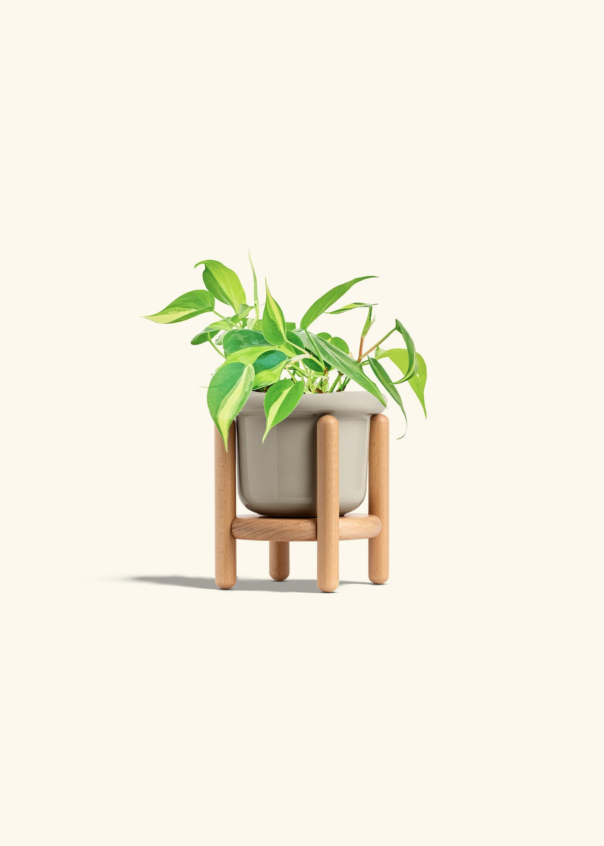 Philodendron Brazil in a 4 inches Fat Lip Oat Planter in a Beech Wood Stand